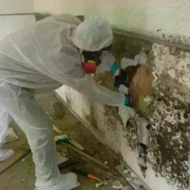 Mold Remediation and Removal in North Creek, WA